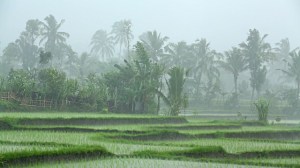 rain in rice field