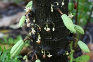 theobroma-cacao-trunk- young fruits of cocoa