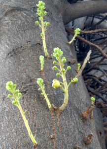 wild plant in Bangalore
