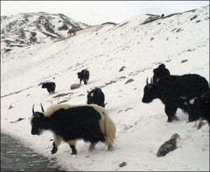 yak ladhak