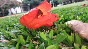 african-tulip-tree-nandi-flame-african-flower