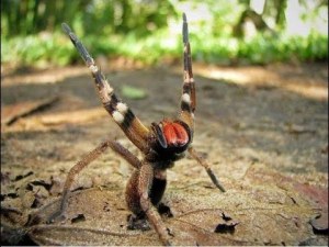 brazilian-wandering-spider