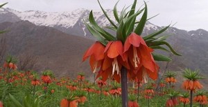 crown-imperial-iranian-flowering-hill-best-place-in-iran