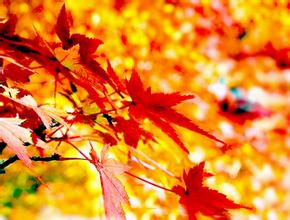 fall-leaves-falling-leaf