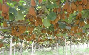 kiwi-fruit-kiwi-plant