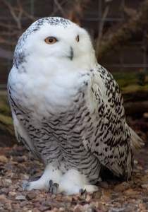 snowy-owl-american-bird