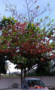autumn-tree-bangalore