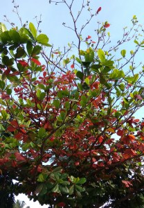 autumn-tree-green-and-golden-tree
