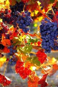 grapes-and-autumn