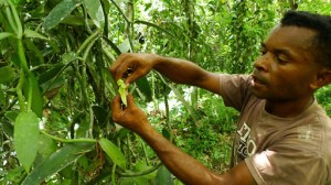 vanilla-bees-of-the-melipona-artificial-pollination