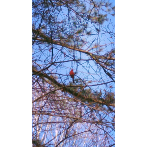 redbird - flame colored bird.jpg