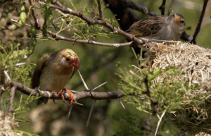 Red-billed quelea