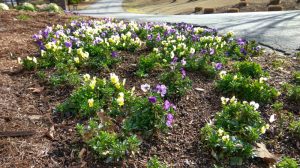 flower in garden.jpg