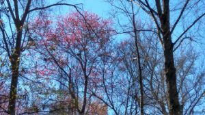 Flower on tree - Spring tree.jpg