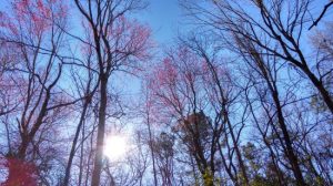 spring trees - Spring beauty.jpg